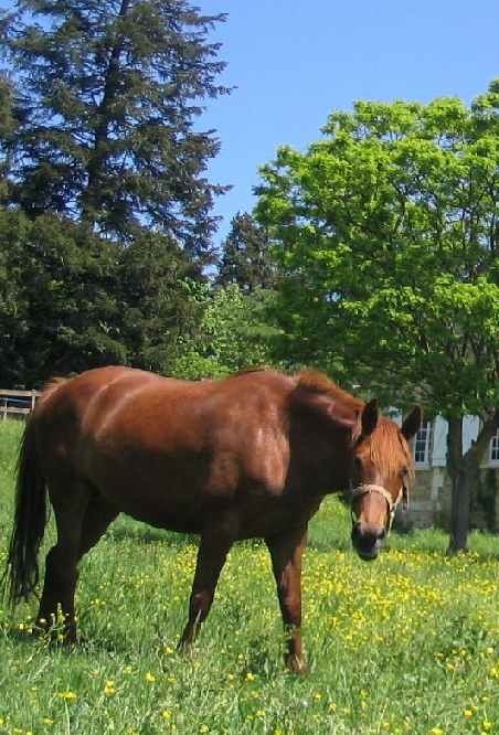 Chevaux